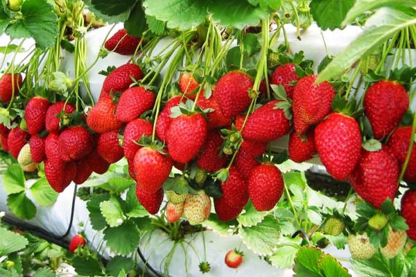 حدائق الفراولة في مرتفعات جنتنج بماليزيا